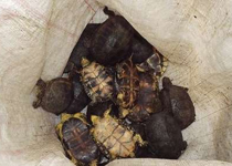 تعداد ١٨ قطعه لاک پشت از متخلفان صید در ارومیه کشف شد